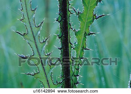 Thistle leaves View Large Photo Image Picture - Thistle leaves. Fotosearch