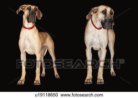 Two Brazilian mastiffs (Fila brasileiro) standing side by side, front view View Large Photo Image Stock Image - Two Brazilian mastiffs (Fila brasileiro) standing side by side, front view. Fotosearch