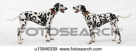 Stock Photo - Two Dalmatians standing, face to face. Fotosearch