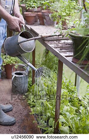 Watering plants in a potting shed View Large Photo Image Stock Image - Watering plants in a potting shed. Fotosearch
