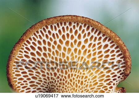 Stock Photo - Weblike Underside of Fungus. Fotosearch