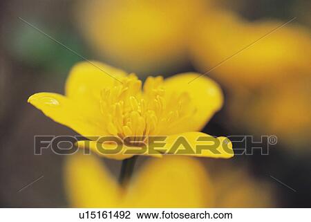 Stock Image - Yellow Flower. Fotosearch