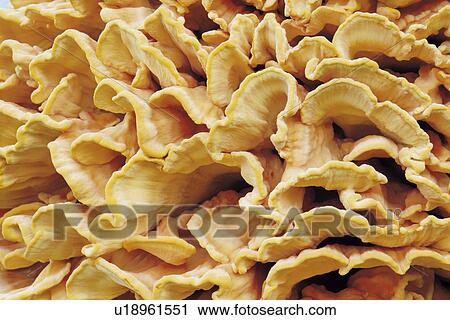 Stock Image - Yellow Fungus. Fotosearch