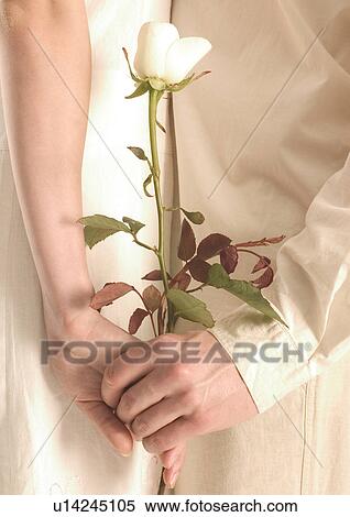 Close-up of a white rose between a young couple's hands View Large Photo Image Stock Photography - Close-up of a white rose between a young couple's hands. Fotosearch
