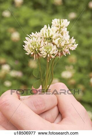 Stock Photo - Close-up of flowers in a young couple's hands. Fotosearch