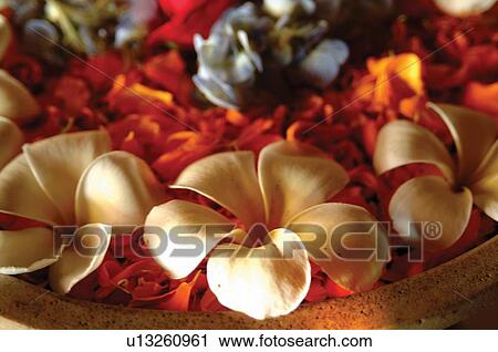 Stock Image - Birdbath, Flower, Floating On Water, Close-Up, Art And Craft. Fotosearch