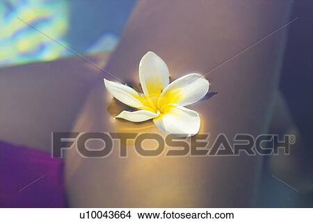 Picture - Blossom, Close-Up, Floating On Water, Human Hand. Fotosearch