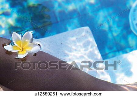 Stock Image - Blue, Close-Up, Day, Flower. Fotosearch