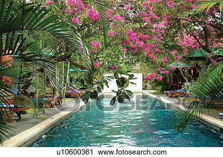 Flower, Water, Indonesia, Tranquil Scene, Swimming Pool, Architecture View Large Photo Image Stock Image - Flower, Water, Indonesia, Tranquil Scene, Swimming Pool, Architecture. Fotosearch