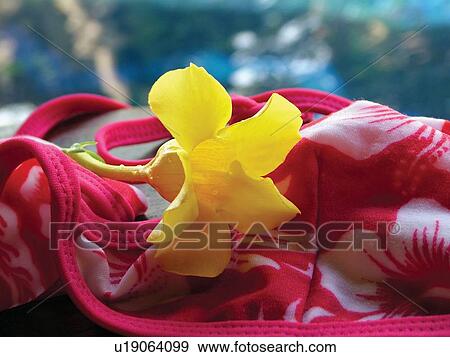Bikini Top, Blooms, Blossom, Close-Up, Day View Large Photo Image Stock Photo - Bikini Top, Blooms, Blossom, Close-Up, Day. Fotosearch