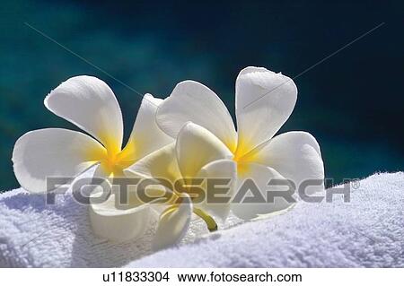 Blooms, Blossom, Close-Up, Day, Flower View Large Photo Image Picture - Blooms, Blossom, Close-Up, Day, Flower. Fotosearch