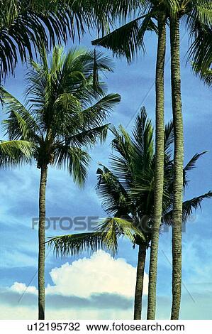 Stock Image - Blue, Clear Sky, Cloud, Day, Green. Fotosearch