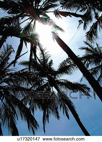 Blue, Clear Sky, Day, Directly Below, Frond View Large Photo Image Stock Photo - Blue, Clear Sky, Day, Directly Below, Frond. Fotosearch