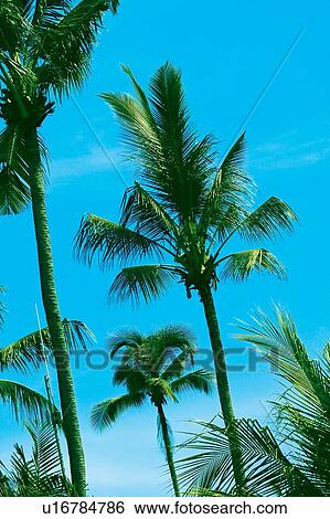 Blue, Clear Sky, Day, Green, Leaf View Large Photo Image Stock Photograph - Blue, Clear Sky, Day, Green, Leaf. Fotosearch