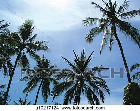 Picture - Blue, Cloud, Day, Frond, Group Of Objects. Fotosearch