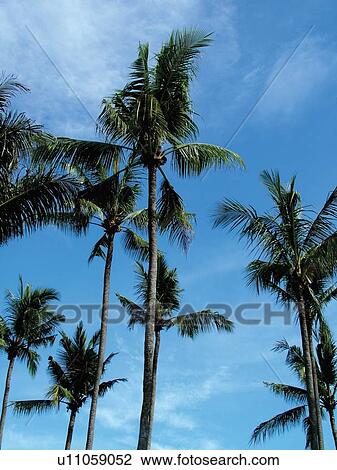 Stock Image - Blue, Cloud, Day, Frond, Group Of Objects. Fotosearch