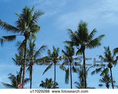 Blue, Cloud, Day, Frond, Group Of Objects View Large Photo Image Stock Photo - Blue, Cloud, Day, Frond, Group Of Objects. Fotosearch
