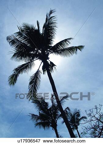 Stock Photo - Blue, Day, Frond, Lens Flare. Fotosearch
