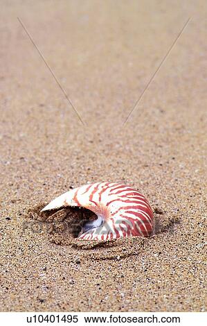 Stock Photography - Close-Up, Day, Focus On Foreground, Mollusk, Natural Pattern. Fotosearch