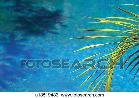 Stock Image - Day, Summer, Travel Destinations, Rippled, Summer Style, Leaf. Fotosearch