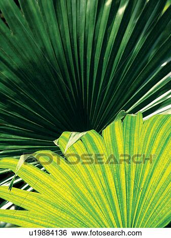 Stock Photograph - Fanned Out, Nature, Summer Style, Natural Pattern, Green. Fotosearch