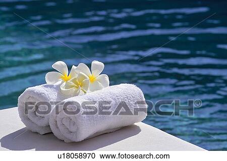 Leisure Activity, White, Relaxation, Order, Flower Head, Close-Up, Water View Large Photo Image Stock Image - Leisure Activity, White, Relaxation, Order, Flower Head, Close-Up, Water. Fotosearch