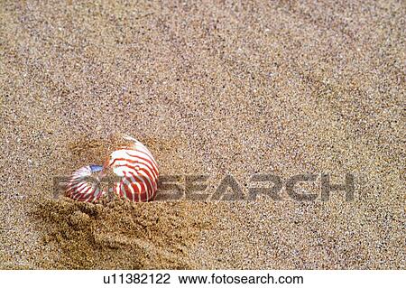 Stock Image - Mollusk, Wildlife, Spiral, One Animal. Fotosearch