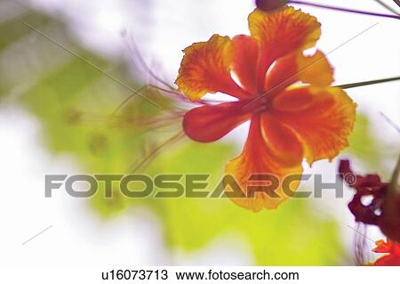 Nature, Blossom, Summer, Stem, Petal, Day View Large Photo Image Stock Image - Nature, Blossom, Summer, Stem, Petal, Day. Fotosearch
