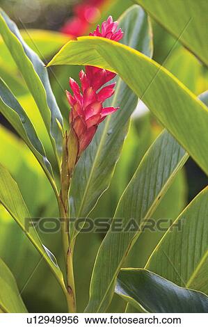 Red, Blooms, Green, Focus On Foreground, Standing Out From The Crowd View Large Photo Image Stock Photograph - Red, Blooms, Green, Focus On Foreground, Standing Out From The Crowd. Fotosearch