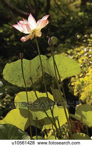 Stock Photo - Summer Style, Freshness, Flower, Pond. Fotosearch