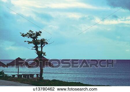 Tree, Summer Style, Horizon, Nature, Sea, Sky View Large Photo Image Stock Image - Tree, Summer Style, Horizon, Nature, Sea, Sky. Fotosearch