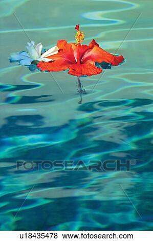 Stock Photo - Water, Beauty In Nature, Flower Head. Fotosearch