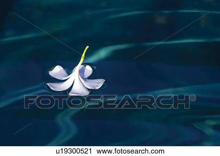 Stock Image - White, Flower, Purity, Summer, Day. Fotosearch