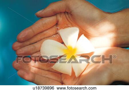 Stock Photograph - day, cup shape, human hands, care, relaxation. Fotosearch