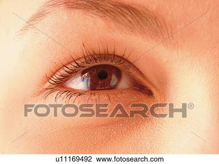 Close-Up, Cornea, Detail, Eye Lashes, Eyeball View Large Photo Image Stock Image - Close-Up, Cornea, Detail, Eye Lashes, Eyeball. Fotosearch