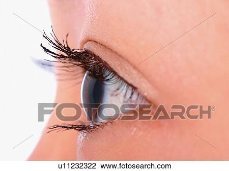 Close-Up, Cornea, Detail, Eye Lashes, Eyeball View Large Photo Image Stock Image - Close-Up, Cornea, Detail, Eye Lashes, Eyeball. Fotosearch