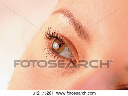 Close-Up, Cornea, Detail, Eye Lashes, Eyeball View Large Photo Image Stock Image - Close-Up, Cornea, Detail, Eye Lashes, Eyeball. Fotosearch