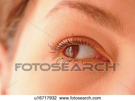Close-Up, Cornea, Detail, Eye Lashes, Eyeball View Large Photo Image Stock Image - Close-Up, Cornea, Detail, Eye Lashes, Eyeball. Fotosearch