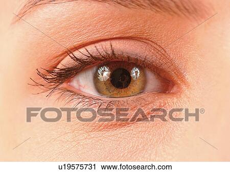 Stock Image - Close-Up, Cornea, Detail, Eye Lashes, Eyeball. Fotosearch