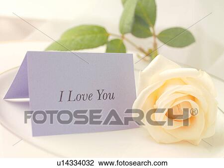 Flower, Rose View Large Photo Image Stock Image - Flower, Rose. Fotosearch