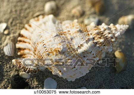 Stock Photography - Conch shell in sand with other shells surrounding.. Fotosearch