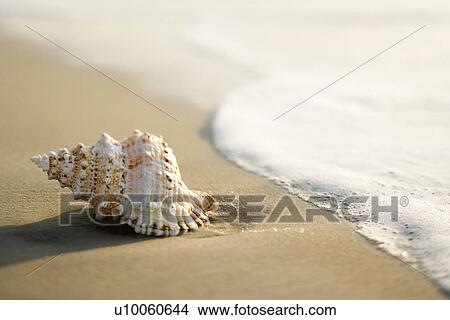 Picture - Conch shell on beach with waves.. Fotosearch
