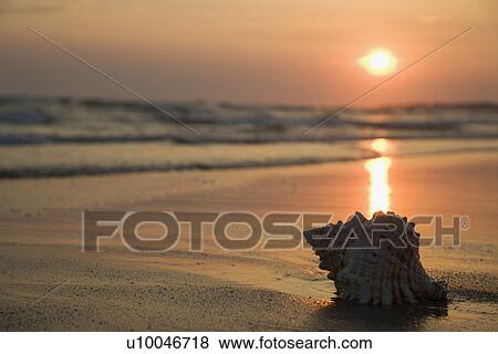 Stock Photo - Image of seashell on shoreline at sunset.. Fotosearch