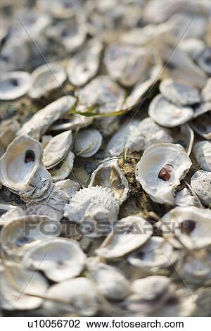 Oyster shells on Bald Head Island, North Carolina. View Large Photo Image Stock Image - Oyster shells on Bald Head Island, North Carolina.. Fotosearch