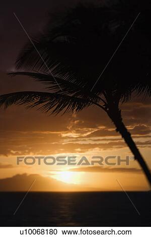 Stock Image - Palm tree silhouette against sunset over Pacific Ocean and Kihei island in Maui, Hawaii, USA.. Fotosearch