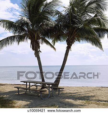 Picnic table by pair of palm trees on beach in Florida Keys, Florida, USA. View Large Photo Image Stock Image - Picnic table by pair of palm trees on beach in Florida Keys, Florida, USA.. Fotosearch