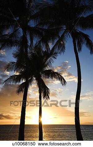 Sunset by palm trees over the Pacific Ocean in Kihei Maui Hawaii View Large Photo Image Stock Image - Sunset by palm trees over the Pacific Ocean in Kihei Maui Hawaii. Fotosearch
