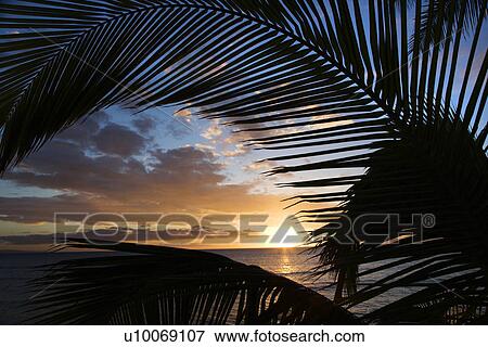 Stock Photo - Sunset sky framed by palm fronds over the Pacific Ocean in Kihei, Maui, Hawaii, USA.. Fotosearch