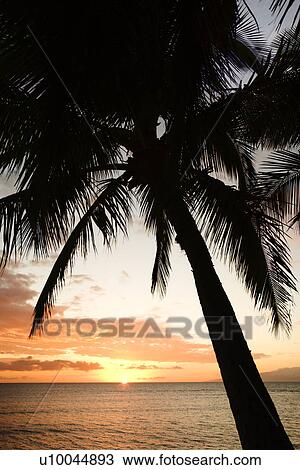 Sunset sky framed by palm tree over the Pacific Ocean in Kihei, Maui, Hawaii, USA. View Large Photo Image Stock Image - Sunset sky framed by palm tree over the Pacific Ocean in Kihei, Maui, Hawaii, USA.. Fotosearch