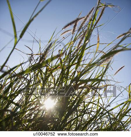Close-up of sea oats with sun in background. View Large Photo Image Stock Image - Close-up of sea oats with sun in background.. Fotosearch